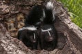 Baby Striped Skunks (Mephitis mephitis) Look Out from Log Royalty Free Stock Photo