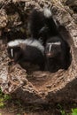 Baby Striped Skunks (Mephitis mephitis) Look Out of Log