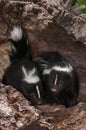 Baby Striped Skunks (Mephitis mephitis) Sit in Log Royalty Free Stock Photo