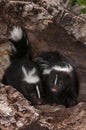 Baby Striped Skunks (Mephitis mephitis) Sit in Log