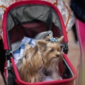 Baby stroller with two smartly dressed Yorkshire terriers, selective focus. Happy walk of owner and her pets. Concept of Royalty Free Stock Photo