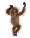 Baby Sumatran Orangutan against white background Royalty Free Stock Photo