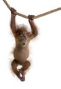 Baby Sumatran Orangutan hanging on rope