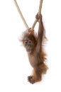 Baby Sumatran Orangutan hanging on rope Royalty Free Stock Photo