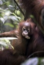Baby Sumatran orangutan Pongo abelii with mother in jungle