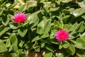 Baby Sun Rose - Aptenia cordifolia - Mesembryanthemum cordifolium, blooming succulent plant Royalty Free Stock Photo