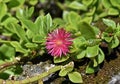 Baby sun rose flower, Aptenia cordifolia or Mesembryanthemum cordifolium, Rio Royalty Free Stock Photo