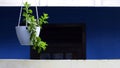 Baby Sun Rose Plant & x28;Aptenia cordifolia& x29; in a white pot hanging in front of the house Royalty Free Stock Photo