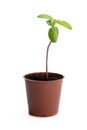 Baby sunflower sprout in flower pot isolated on white Royalty Free Stock Photo