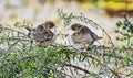 Baby Superb Fairy Wrens Just Out of Nest