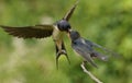 A Baby Swallow (Hirundo rustica) being fed by a parent in flight.