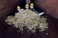 Baby Swallows on the nest