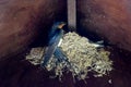 Baby Swallows on the nest