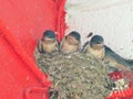 Baby Swallows in a Nest