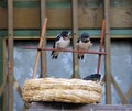 Baby swallows sitting near the nest