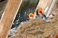 A mud nest of baby swallows in the rafters of an old building