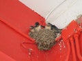 Baby Swallows in a Nest