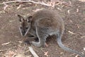 Baby Swamp Wallaby Tasmania