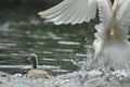 Baby swan Royalty Free Stock Photo