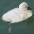 Baby swan Royalty Free Stock Photo