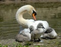 Baby swan Royalty Free Stock Photo