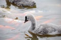 Baby swan Royalty Free Stock Photo