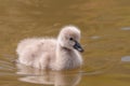 Baby swan Royalty Free Stock Photo