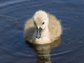 Baby swan Royalty Free Stock Photo