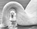 Newborn cygnet framed under mother swan`s neck Royalty Free Stock Photo
