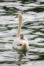 Baby swan cygnet is resting on mother`