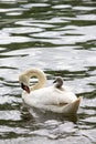 Baby swan cygnet is sleeping on mother`s back Royalty Free Stock Photo