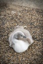 Baby swan in Hyde Park London England Royalty Free Stock Photo