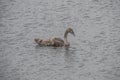 Baby Swan Swimming In The Water Royalty Free Stock Photo