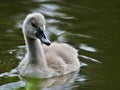 Baby swan in water Royalty Free Stock Photo