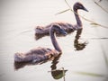 Baby swans Royalty Free Stock Photo