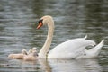 Cygnets with mother swan on water Royalty Free Stock Photo