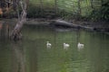 Baby swans group swimming in cage on Pang Ung lake in Pang Oung or Switzerland of Thailand in authentic Chinese village Ban Rak