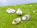 Baby swans by lake