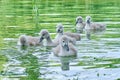 Baby swans swim close together on a pond - close up