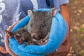 Baby sweet Wombat Royalty Free Stock Photo