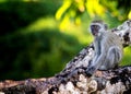 Baby of Sykes monkey, Cercopithecus albogularis, sitting on a tree and looking with his mouth full at Diani beach. It is Royalty Free Stock Photo