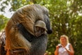 Baby Sykes` Samango monkey Cercopithecus albogularis holds onto her mother that is photographed by blurred tourist in backgroun