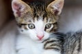 Baby Tabby Cat In Basket Royalty Free Stock Photo