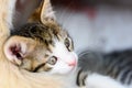 Baby Tabby Cat In Basket Royalty Free Stock Photo