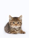 A baby tabby cat, cub, close-up image, clean indoor background Royalty Free Stock Photo