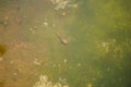 Baby tadpoles with algae / in the fresh water as nice spring background Tadpole family and green nature Royalty Free Stock Photo