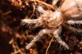 Baby tarantula in its habitat