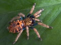 Baby Tarantula on leaf Royalty Free Stock Photo