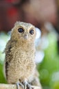 Baby Tawny Owl Royalty Free Stock Photo