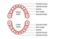 Baby teeth diagram icon